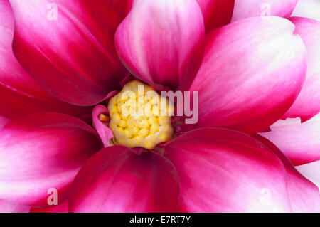 Photographie macro Close Up du Centre d'un dahlia Banque D'Images