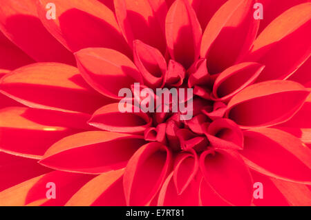 Photographie macro Close Up du Centre d'un dahlia Banque D'Images