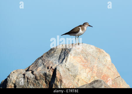 Actitis hypoleucos Common Sandpiper,. La photo a été prise dans le golfe de Kandalakcha la Mer Blanche. La Russie, région de Mourmansk. Isl Banque D'Images