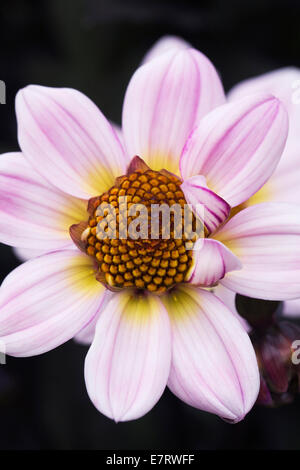 Dahlia 'American Pie'. Banque D'Images