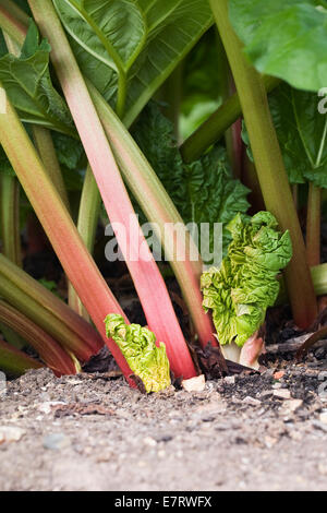 Rheum x hybridum 'Reed's Champagne' croissant dans le jardin. Banque D'Images