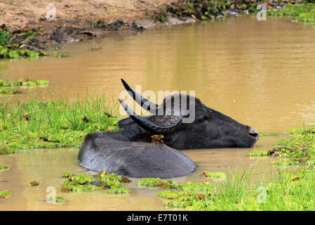 Buffle d'Asie (Bubalus bubalis) dans un étang, parc national de Yala, au Sri Lanka Banque D'Images
