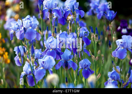 Grand Iris à barbe dans le jardin iris fleur bleu iris iris iris iris iris, fleurs de jardin dans le lit, belle bordure de fleurs de jardin Banque D'Images