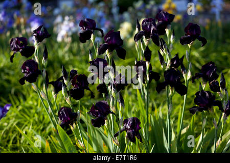 Iris barbu noir Banque D'Images