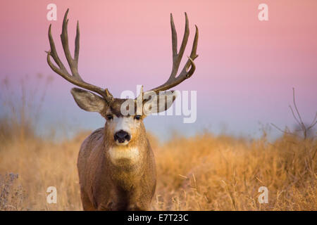 Une mule deer buck pose pendant le lever du soleil en automne tout en prenant le temps de superviser son harem à Rocky Mountain Arsenal Nation Banque D'Images