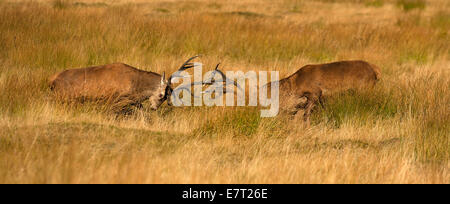 Red Deer stags combats durant la saison du rut à Richmond Park. Banque D'Images