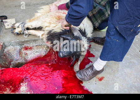 Une ram sacrificielle est rituellement tué par une famille turque, au cours de la fête islamique du Sacrifice, à Gaziantep, Turquie. Banque D'Images