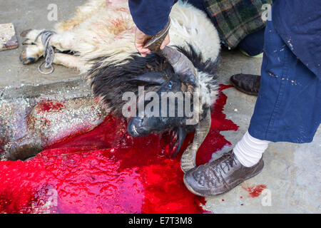 Une ram sacrificielle est rituellement tué par une famille turque, au cours de la fête islamique du Sacrifice, à Gaziantep, Turquie. Banque D'Images