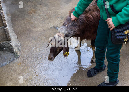 Une ram sacrificielle, tenue par une jeune fille, est prêt à être tué au cours de la fête islamique du Sacrifice, à Gaziantep, Turquie. Banque D'Images