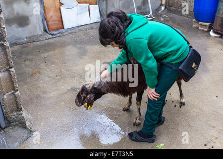 Une ram sacrificielle, tenue par une jeune fille, est prêt à être tué au cours de la fête islamique du Sacrifice, à Gaziantep, Turquie. Banque D'Images