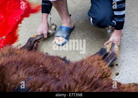 Une ram sacrificielle est rituellement tué par une famille turque, au cours de la fête islamique du Sacrifice, à Gaziantep, Turquie. Banque D'Images