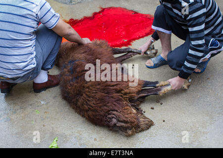 Une ram sacrificielle est rituellement tué par une famille turque, au cours de la fête islamique du Sacrifice, à Gaziantep, Turquie. Banque D'Images