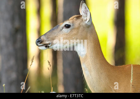 Cerf de Virginie Odocoileus virginianus, femme, Canaan Valley National Wildlife Refuge, Canaan Valley, West Virginia USA. Banque D'Images