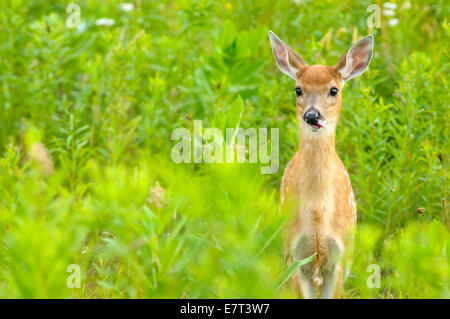 Cerf de Virginie Odocoileus virginianus, fauve, Canaan Valley National Wildlife Refuge, Canaan Valley, West Virginia USA. Banque D'Images