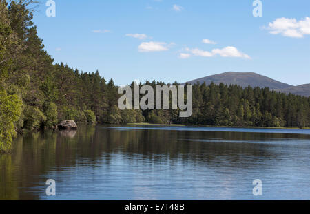 Les rives boisées du Loch Garten dans la forêt d'Abernethy entre Grantown et Aviemore Highlands Speyside Ecosse Banque D'Images