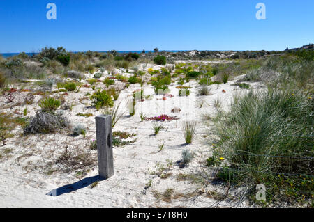 Henley Beach, Adélaïde, Australie du Sud Banque D'Images