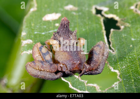 Une araignée crabe inhabituelle (famille des Thomisidae) avec de petits yeux, de l'Équateur Banque D'Images