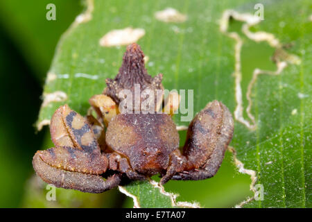 Une araignée crabe inhabituelle (famille des Thomisidae) avec de petits yeux, de l'Équateur Banque D'Images