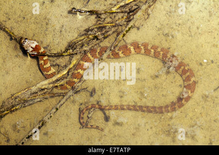 Serpent d'eau d'Amérique du Sud (Helicops angulatus) dans une piscine sur le sol de la forêt tropicale, l'Équateur Banque D'Images