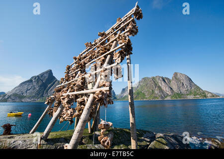 La morue arctique sur des étagères de séchage têtes près de Svolvaer dans les îles Lofoten, Norvège Banque D'Images