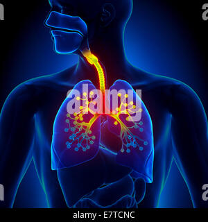 La bronchiolite - Inflammation des bronchioles Banque D'Images