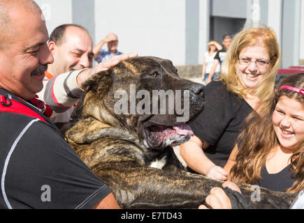 85 kilo Perro de Presa Canario au dog show dans les îles Canaries, Espagne Banque D'Images