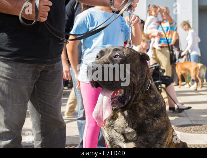 85 kilo Perro de Presa Canario au dog show dans les îles Canaries, Espagne Banque D'Images