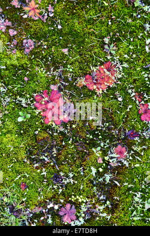 Moss et d'autres plantes coloniser l'eau autour d'une piscine d'eau éphémère entre un affleurement de granit à l'ouest de l'Australie. Banque D'Images