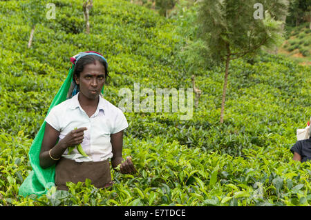 Les femmes du Sri Lanka dans une plantation de thé Préparation à Kandy au Sri Lanka la manière traditionnelle Banque D'Images