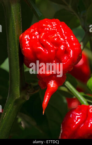 Caroline un Reaper (Capsicum chinense), confirmé par le Livre Guinness des Records comme étant la plus chaude du monde, le Chili (2013). Banque D'Images