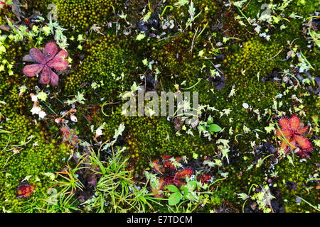 Moss et d'autres plantes coloniser l'eau autour d'une piscine d'eau éphémère entre un affleurement de granit à l'ouest de l'Australie. Banque D'Images