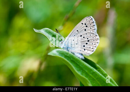 Photo de l'endangered Alcon Blue reposant sur une feuille Banque D'Images