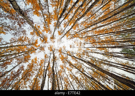 Jusqu'à la hauteur dans une forêt de trembles Banque D'Images