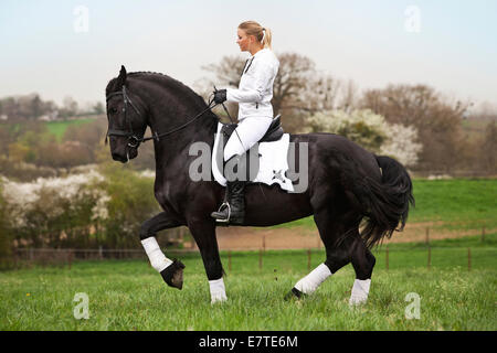 Cheval frison frisons ou étalon, avec une femelle cavalier au cheval, sur un pré, dressage classique, piaffer sur un rein Banque D'Images