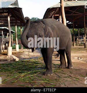 L'éléphant d'Asie ou d'Asie (Elephas maximus) dans Maetaman Elephant Camp, la province de Chiang Mai, dans le Nord de la Thaïlande, Thaïlande Banque D'Images