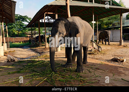 L'éléphant d'Asie ou d'Asie (Elephas maximus) dans Maetaman Elephant Camp, la province de Chiang Mai, dans le Nord de la Thaïlande, Thaïlande Banque D'Images