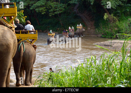 Avec un tour à dos d'éléphant d'Asie ou d'éléphants d'Asie (Elephas maximus) à Mae Tang River, Maetaman Elephant Camp