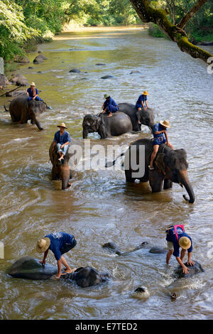 Echelle de leurs cornacs éléphants asiatiques ou d'Asie (Elephas maximus) dans la rivière Mae Tang, Maetaman Elephant Camp Banque D'Images