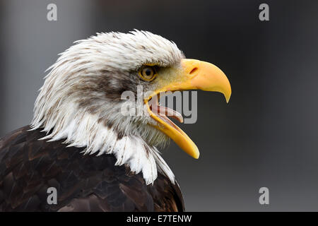 Pygargue à tête blanche (Haliaeetus leucocephalus), bec grand ouvert, Bavière, Allemagne Banque D'Images