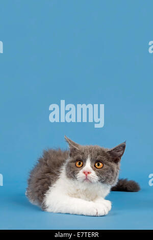 Selkirk Rex chaton, 10 semaines, de couleur bleu-blanc Banque D'Images