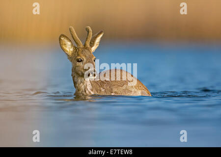 Le Chevreuil (Capreolus capreolus), buck traversant le milieu de la rivière Elbe, Saxe-Anhalt, Allemagne Banque D'Images