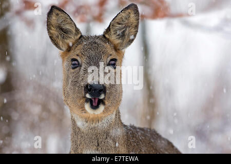 Le Chevreuil (Capreolus capreolus) avec des flocons de neige en hiver, Saxe-Anhalt, Allemagne Banque D'Images