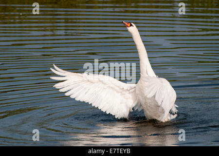 Mute Swan (Cygnus olor), Hesse du Nord, Hesse, Allemagne Banque D'Images