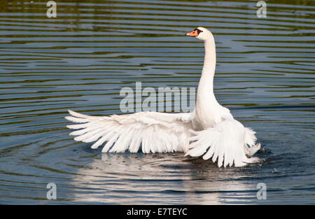 Mute Swan (Cygnus olor), Hesse du Nord, Hesse, Allemagne Banque D'Images