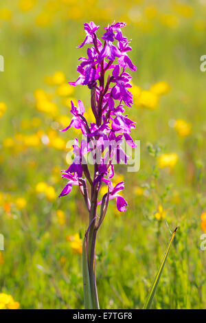 Orchis palustris ssp. Orchis robusta robusta robustes Knabenkraut Banque D'Images