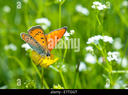 Grand Papillon de cuivre qui se nourrit d'une buttercup dans un bain turc meadow Banque D'Images