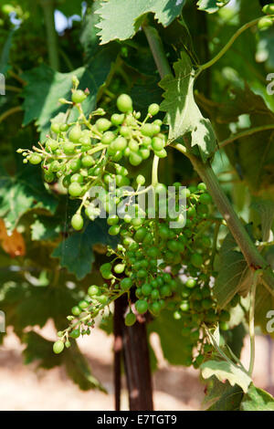 Vignoble, Tavarnelle Val di Pesa, Chianti, Toscane, Italie Banque D'Images