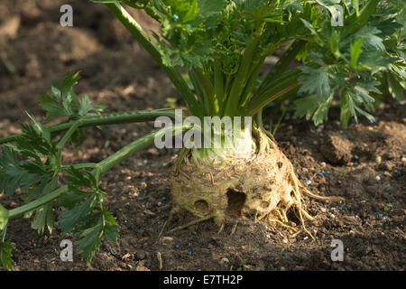 La récolte de la racine de grande sérieusement le céleri-rave monarch cultiver avec certains dommages causés par les escargots et les limaces avec green Banque D'Images