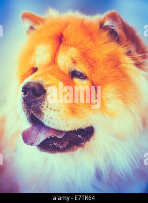 Chines rouge Chow Chow Chien Portrait. Comme tonique Instant Photo Banque D'Images