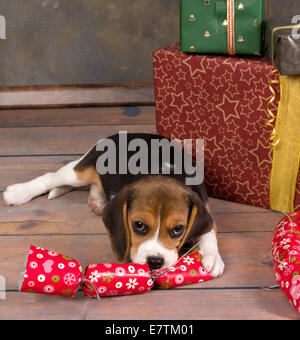 Sept semaines adorable petit chiot beagle voler un cadeau de Noël Banque D'Images